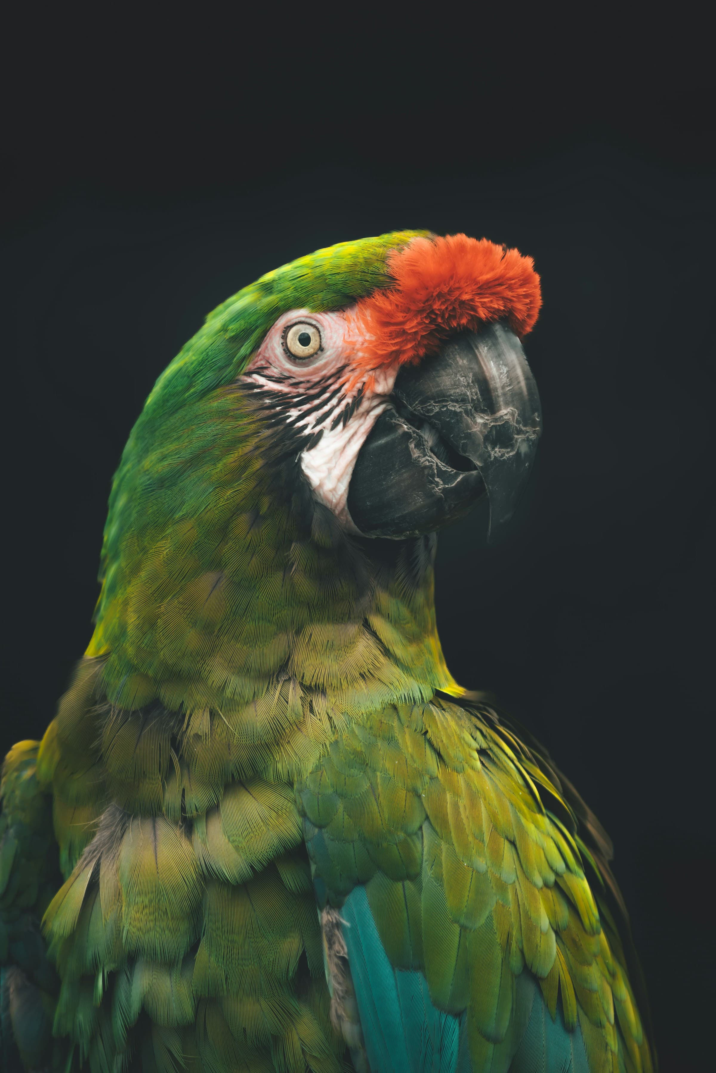 Exotic macaw parrot